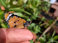 Danaus chrysippus