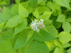 Rubus occidentalis