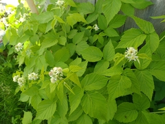 Rubus occidentalis