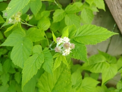 Rubus occidentalis