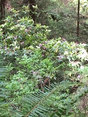 Rhododendron macrophyllum