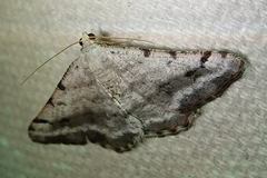 Digrammia denticulata