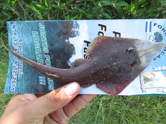 Pseudobatos leucorhynchus