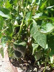 Capsicum annuum annuum