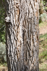 Populus × acuminata