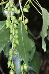Populus × acuminata