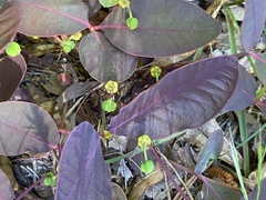 Euphorbia ipecacuanhae
