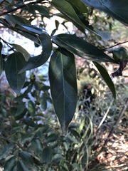 Cryptocarya triplinervis triplinervis