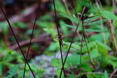 Omalotettix chapadensis