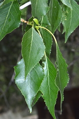 Populus × acuminata