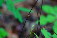 Omalotettix chapadensis