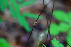 Omalotettix chapadensis