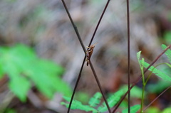 Omalotettix chapadensis