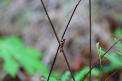 Omalotettix chapadensis