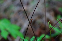 Omalotettix chapadensis