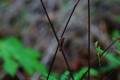 Omalotettix chapadensis