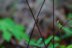 Omalotettix chapadensis