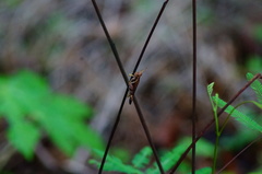 Omalotettix chapadensis