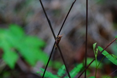 Omalotettix chapadensis