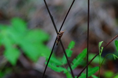 Omalotettix chapadensis