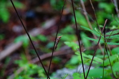 Omalotettix chapadensis