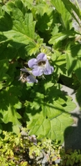 Phacelia bolanderi