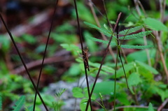 Omalotettix chapadensis