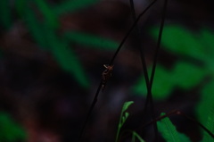 Omalotettix chapadensis