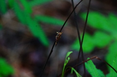 Omalotettix chapadensis