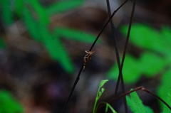 Omalotettix chapadensis