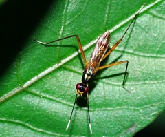 Rainieria