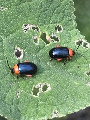 Asphaera abdominalis