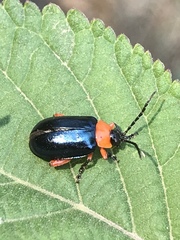 Asphaera abdominalis