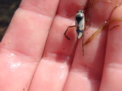 Nepomorpha