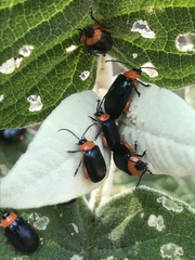 Asphaera abdominalis