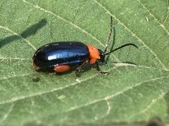 Asphaera abdominalis