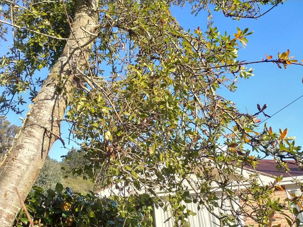 Green mistletoe in June 2020 by John Barkla. Hemiparasitic on Chilean ...