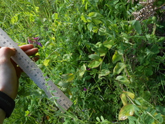 Lathyrus polyphyllus