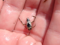 Nepomorpha
