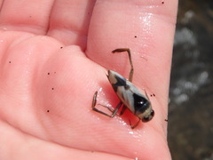 Nepomorpha