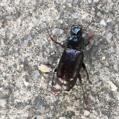 Carabidae
