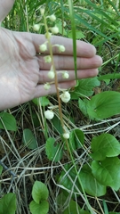 Pyrola rotundifolia