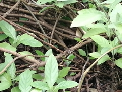 Melipotis perpendicularis