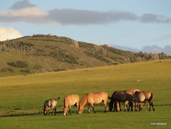 Equus ferus przewalskii