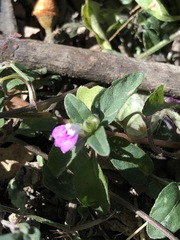 Rostellularia obtusa