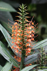 Hedychium coccineum