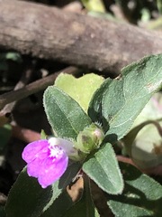 Rostellularia obtusa