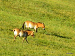 Equus ferus przewalskii