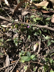 Rostellularia obtusa