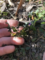 Rostellularia obtusa